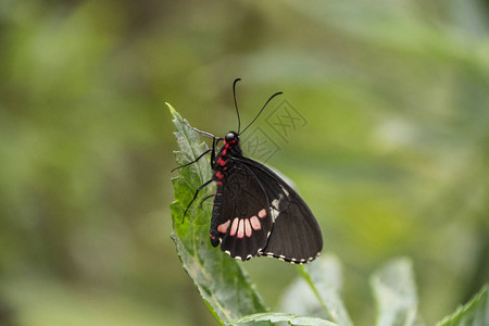 一只红斑紫蝴蝶背景图片