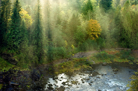 美国华盛顿西北太平洋Snoqualmie河上的雾绿林照亮阳图片