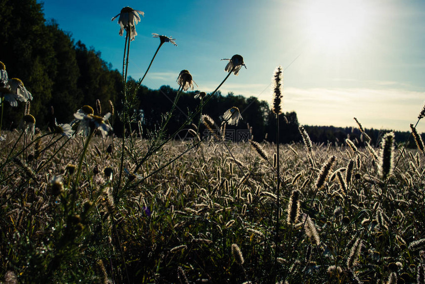 黎明时分在田野里的草春天或夏天黎明背景下的植物剪影田野上的植图片