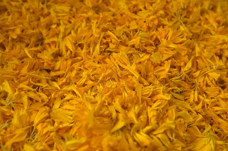 黄色万寿菊特写镜头黄色天然染料的原料图片