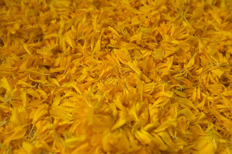 黄色万寿菊特写镜头黄色天然染料的原料图片