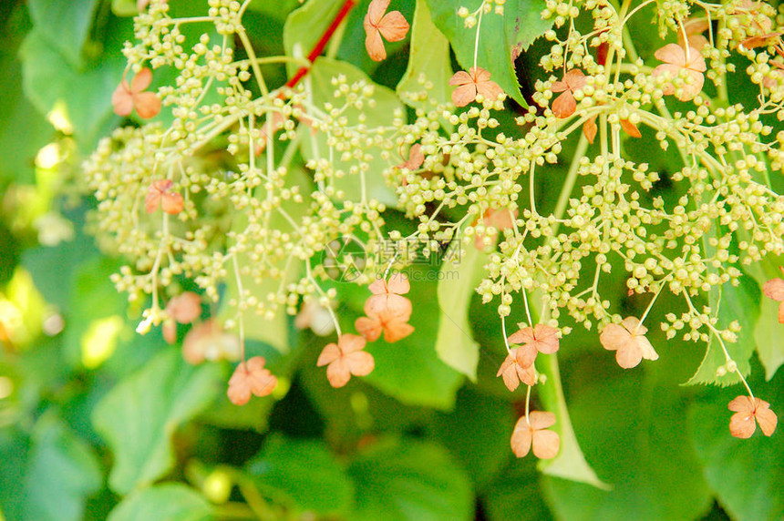 色彩缤纷的花朵特写图片