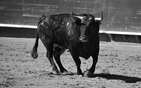 西班牙斗牛的斗牛图片