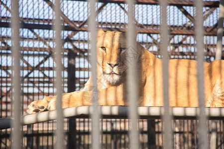 背景中动物园里美丽的母狮图片