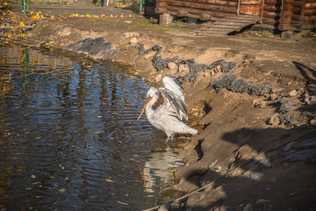 池塘里的白鸟鹈鹕图片