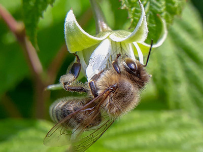 一只蜜蜂授粉一朵花图片