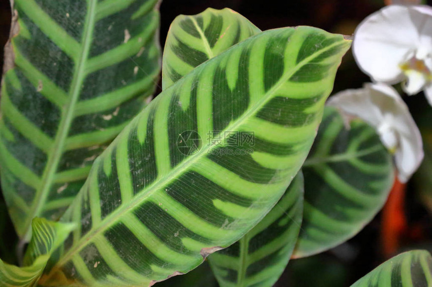 一种大型绿色植物的厚多汁的叶子图片