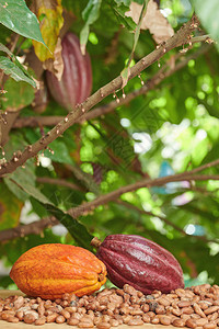 Cacao收获背景模糊背景的图片
