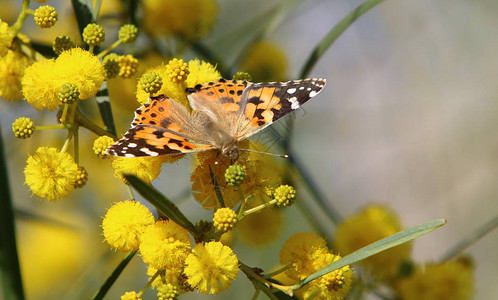 一只蝴蝶坐在黄色花上的草地上图片