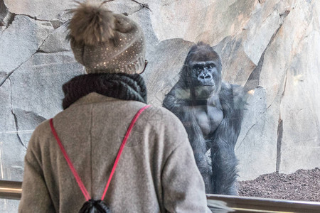 女人在动物园的玻璃后面看巨大的银背大猩雄图片