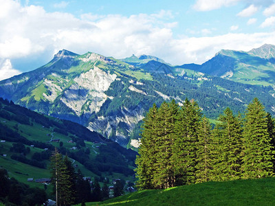 格拉鲁斯阿尔卑斯山坡上的树木和常绿森林瑞图片