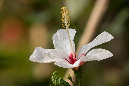 白芙蓉罗莎或古柏绿叶背景的特写图片