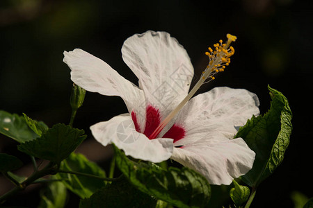 白芙蓉罗莎或古柏绿叶背景的特写图片