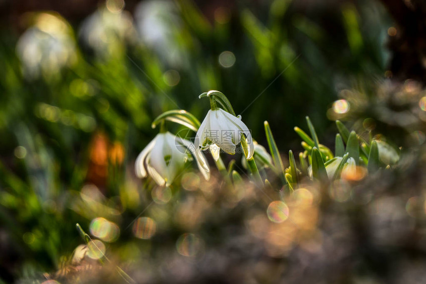 神奇的普通花莲围绕着晨光花园里的花莲冬天后的第一批奇妙植物图片