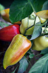 花园里的红黄大胡椒在绿叶中生长提出主要计划背景图片