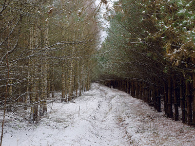 第一场雪覆盖了桦树4的地面图片
