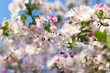 粉红樱桃树在模糊的背景下开花关闭图片