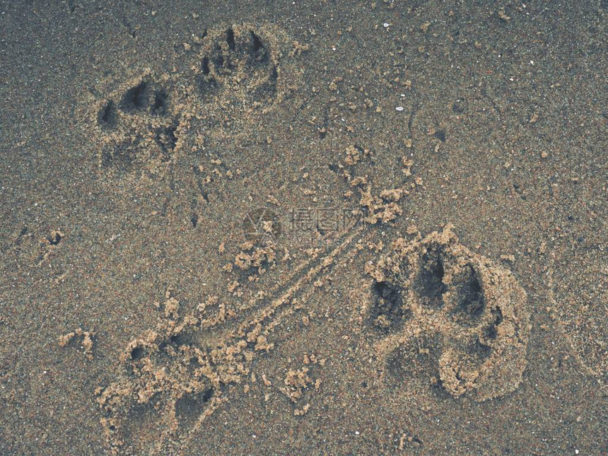 橙色沙滩砂中的脚印和动物指纹图片