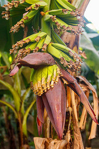 香蕉花和生长在树上的小绿香蕉图片