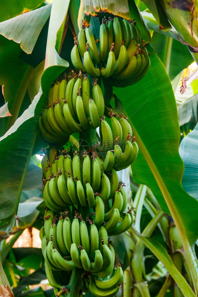 香蕉树上长着一串香蕉图片