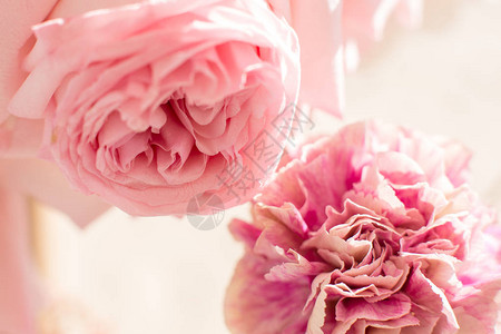 新鲜康乃馨和玫瑰的特写花束图片