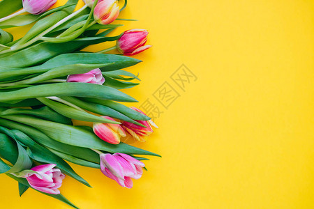 春季概念黄色背景的粉红和色郁金香复图片