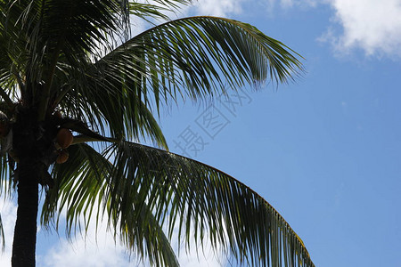 热带棕榈树与蓝天相对的图片