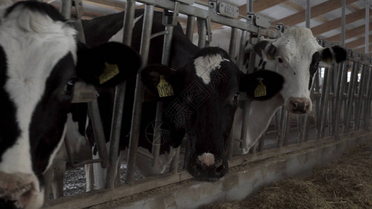 大型奶牛场的奶牛饲养过程图片