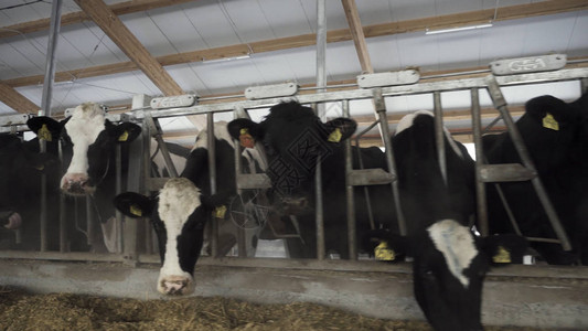 关闭在农场的大牛棚里喂奶的牛奶牛场的背景图片