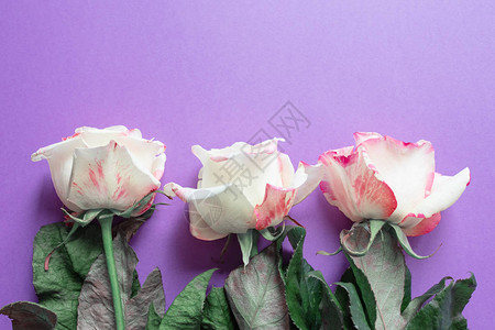的花朵在紫色背景上的英国玫瑰组成图片