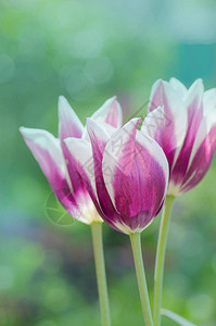 紫色郁金香带有乳白色的调郁金香品种枫丹白露图片