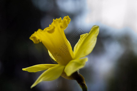 花水仙花的春天颜色图片