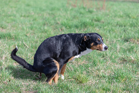 在格林斯沃德拉屎的黑狗阿彭策勒山犬图片