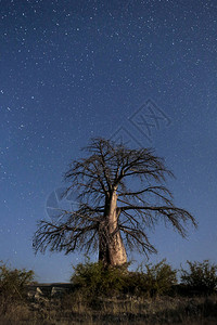 晚上的猴面包树背景图片