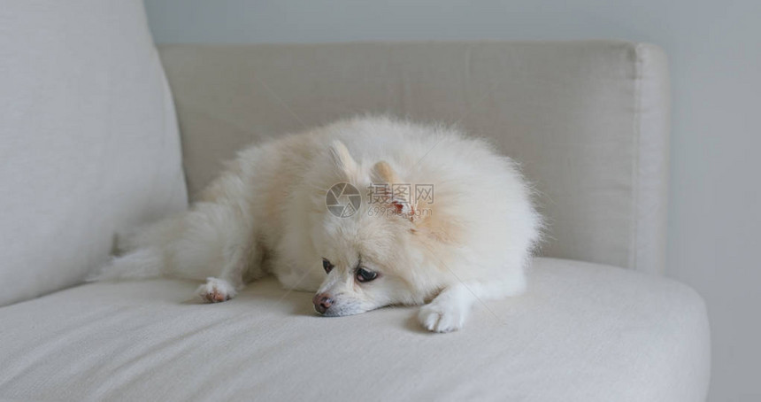 睡沙发的白博美犬图片