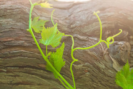 旧树皮背景的绿色有机藤树图片