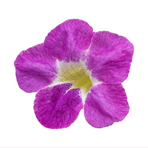 白色背景上的紫色asystasiagangetica花图片