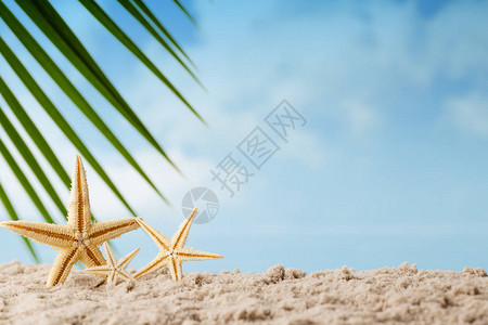 海滩上的海星放松的背景图片
