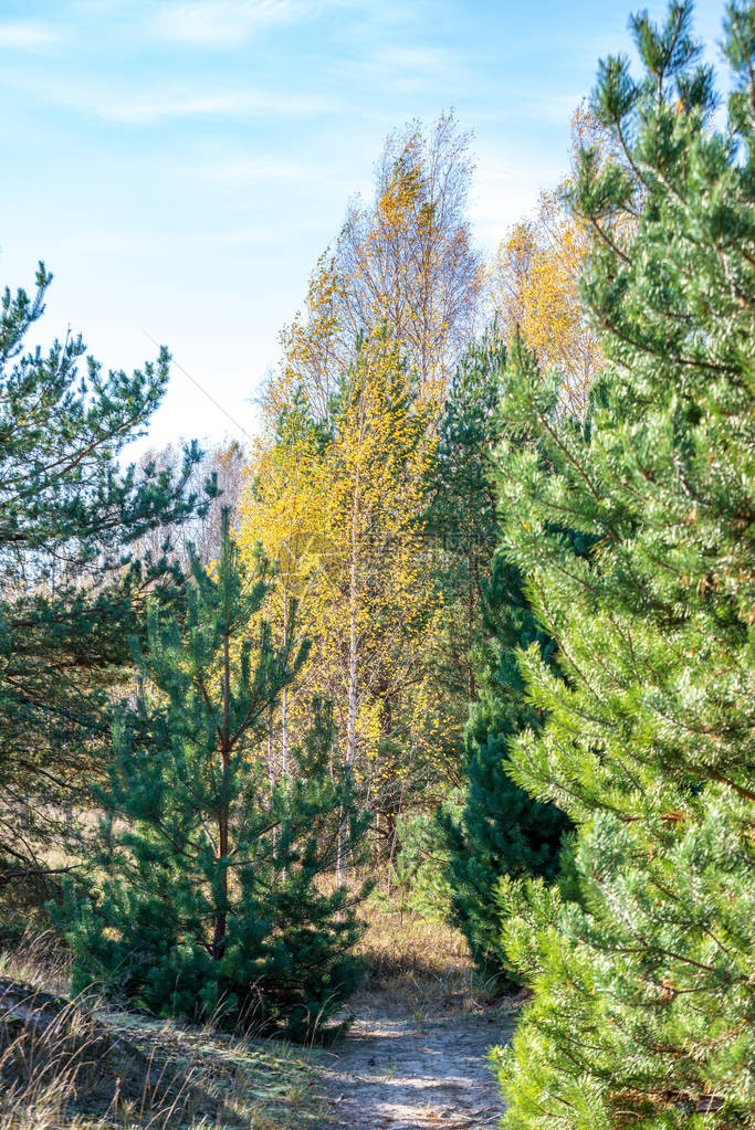 拉脱维亚乡村色彩缤纷的春天灌木没有叶子的树枝图片