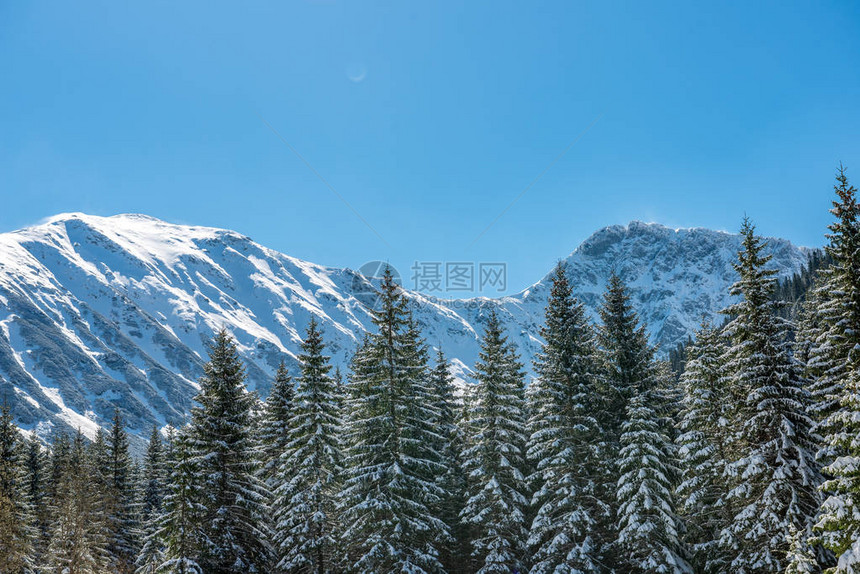 山峰和树木在阳光明媚的天下满雪图片