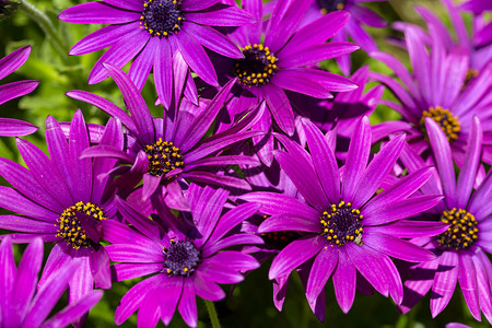 花园里的紫花图片