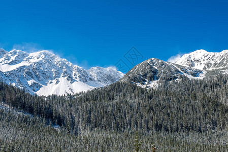 山峰和树木在阳光明媚的天下满雪图片