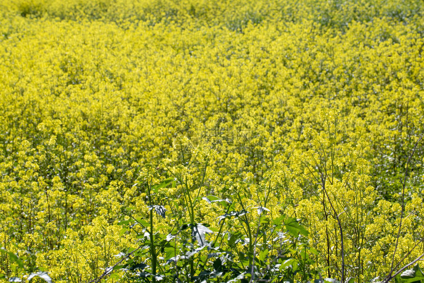 春光闪亮的黄芥色鲜花Izm图片