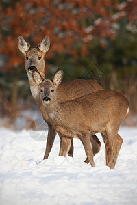 獐鹿冬天獐高清图片