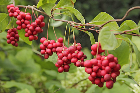 红五味子成排生长在树枝上成串的成熟五味子有用植物的作物红五味子成排挂在绿枝上五味子植物在背景图片