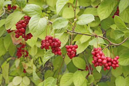 五味子成排挂在树枝上成串的成熟五味子有用植物的作物红五味子成排挂在绿枝上五味子植物在背景图片