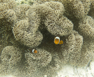 珊瑚中的比维菲特阿内蒙鱼图片