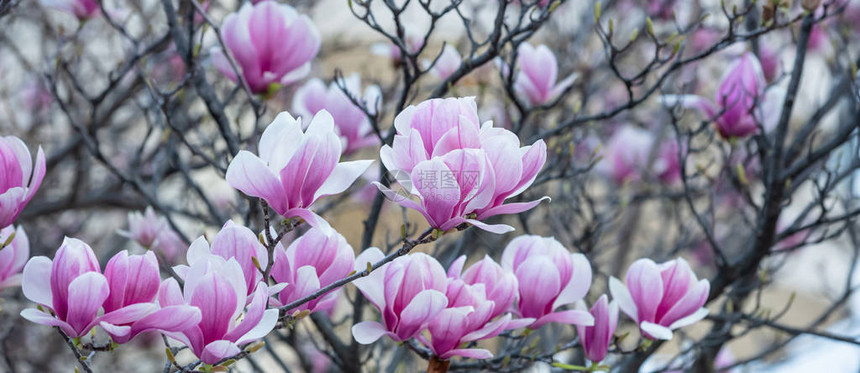 春天复活节大木兰树盛开的紧图片
