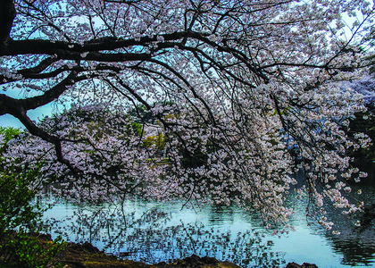 以河流为背景的日本樱花图片