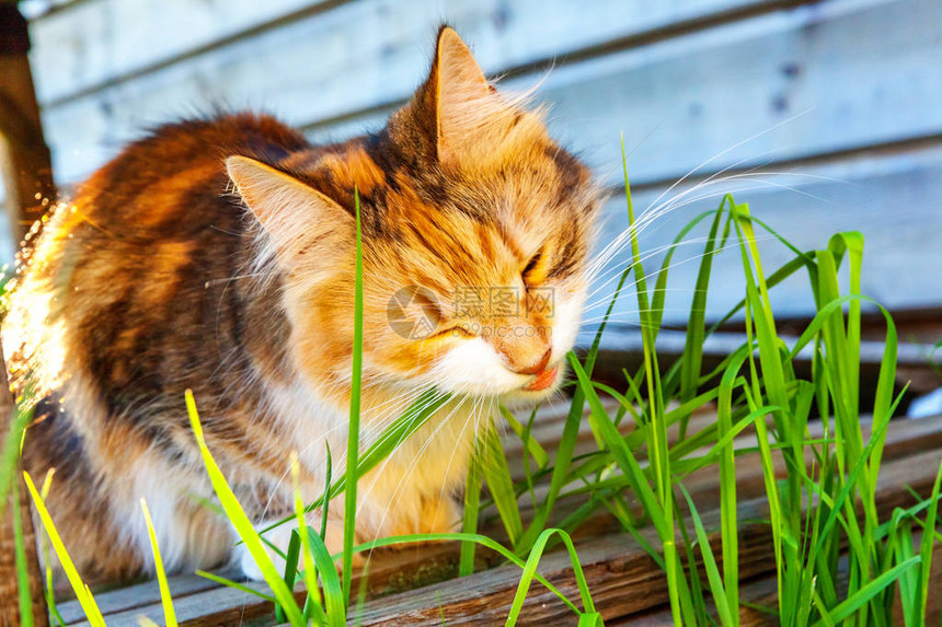 傲慢的短毛家养美丽虎斑猫吃着新鲜的绿草燕麦自然毛球治疗宠物护理健图片
